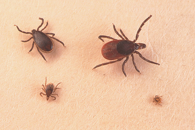 Lyme Disease 'On The Rise' In New York
