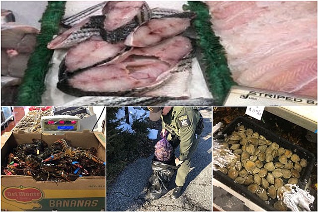 DEC Warns of Illegal Seafood Sales Found Across New York State