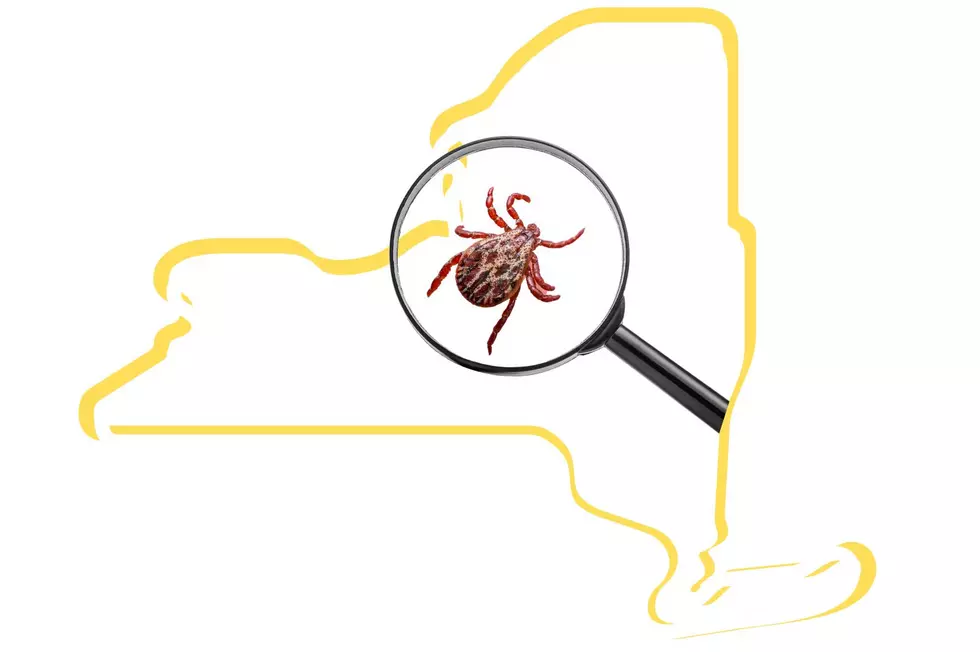Infections From This Tiny Bug Are Soaring In New York