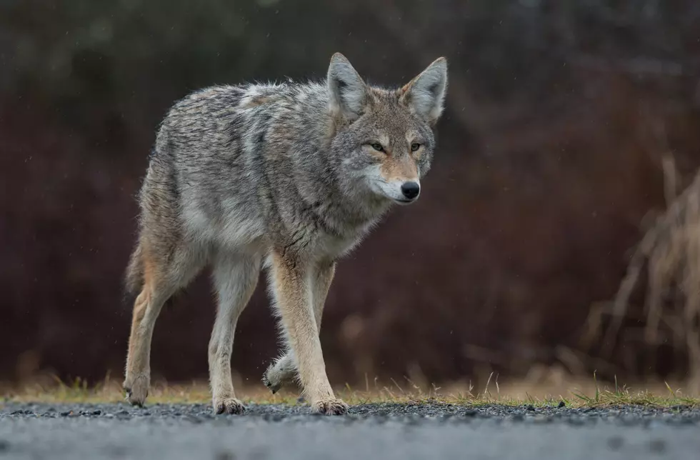 Coyote Escapes New York Neighborhood And Then Ends Up in River