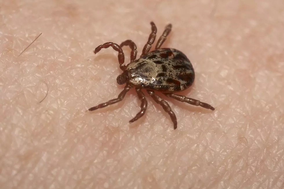 Wood tick