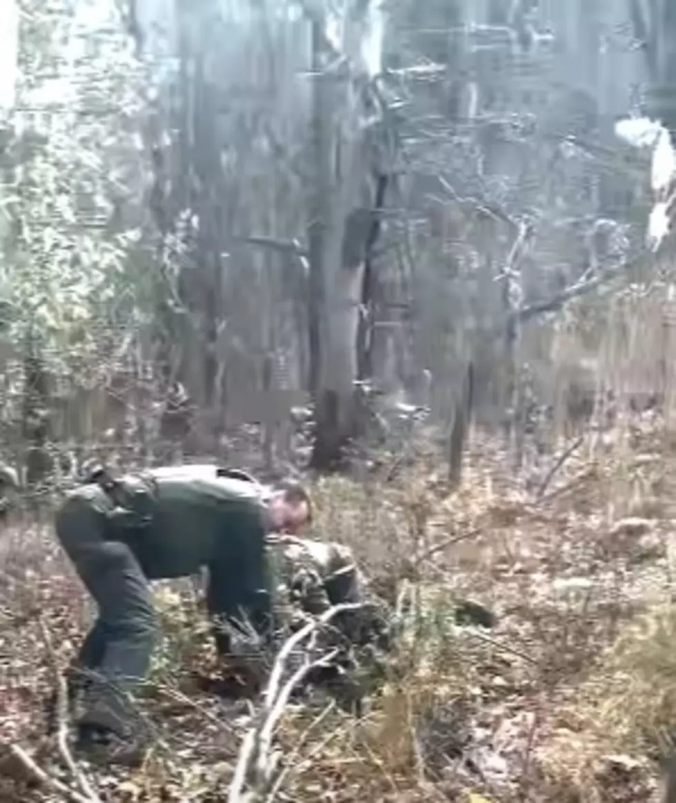 Daring Rescue In Upstate New York: Deer Stuck In Volleyball Net