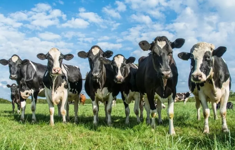 Foodies Are Flocking To This Off-Grid New York Cow Town
