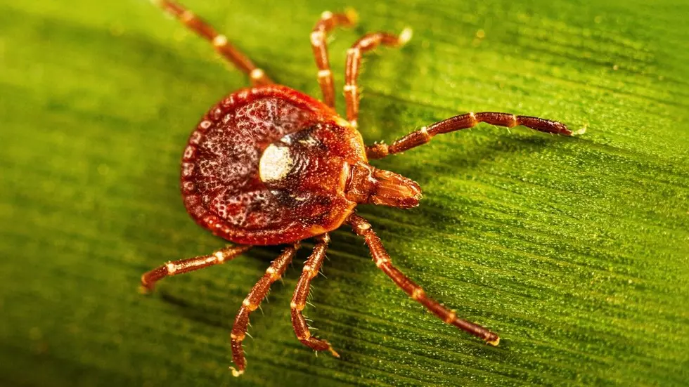 Rare Tick Virus Just Discovered In New York For 1st Time