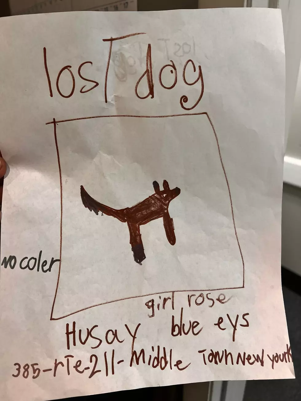Young Dog Owner Asks Middletown, NY Community for Help